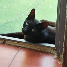 MOHRLE, Katze, Europäisch Kurzhaar in Spanien - Bild 2