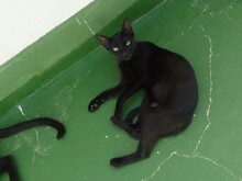 MOHRLE, Katze, Europäisch Kurzhaar in Spanien - Bild 5