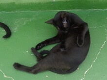 MOHRLE, Katze, Europäisch Kurzhaar in Spanien - Bild 6