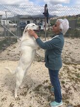 CAMILLA, Hund, Maremmano Abruzzese-Mix in Italien - Bild 2