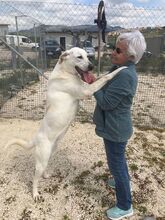 CAMILLA, Hund, Maremmano Abruzzese-Mix in Italien - Bild 5