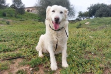 FIOCCO, Hund, Maremmano-Mix in Italien - Bild 1