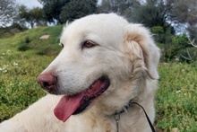 FIOCCO, Hund, Maremmano-Mix in Italien - Bild 2