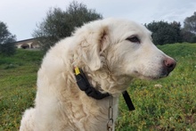 FIOCCO, Hund, Maremmano-Mix in Italien - Bild 5