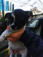 SINA, Hund, Mischlingshund in Rumänien - Bild 2