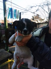 SINA, Hund, Mischlingshund in Rumänien - Bild 5
