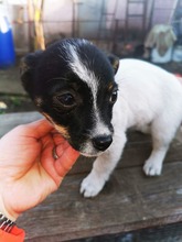 SINA, Hund, Mischlingshund in Rumänien - Bild 6