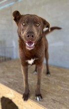 BRUNO, Hund, Labrador-Mix in Rumänien - Bild 1