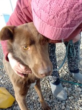 BRUNO, Hund, Labrador-Mix in Rumänien - Bild 10