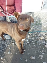 BRUNO, Hund, Labrador-Mix in Rumänien - Bild 12