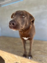 BRUNO, Hund, Labrador-Mix in Rumänien - Bild 3
