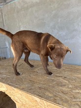 BRUNO, Hund, Labrador-Mix in Rumänien - Bild 4