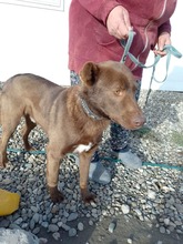 BRUNO, Hund, Labrador-Mix in Rumänien - Bild 5