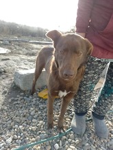 BRUNO, Hund, Labrador-Mix in Rumänien - Bild 6