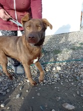 BRUNO, Hund, Labrador-Mix in Rumänien - Bild 7