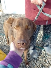 BRUNO, Hund, Labrador-Mix in Rumänien - Bild 8