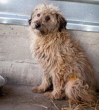 GRACIE, Hund, Mischlingshund in Rumänien - Bild 1