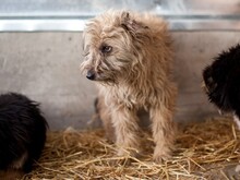 GRACIE, Hund, Mischlingshund in Rumänien - Bild 2