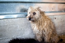 GRACIE, Hund, Mischlingshund in Rumänien - Bild 3