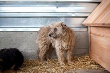GRACIE, Hund, Mischlingshund in Rumänien - Bild 4
