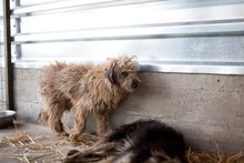 GRACIE, Hund, Mischlingshund in Rumänien - Bild 5