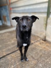 LAYLA, Hund, Mischlingshund in Rumänien - Bild 4