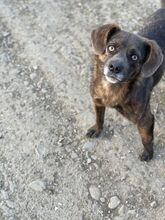 TILLY, Hund, Deutsch Kurzhaar-Mix in Rumänien - Bild 16