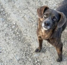 TILLY, Hund, Deutsch Kurzhaar-Mix in Rumänien - Bild 4