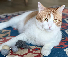 MONZON, Katze, Hauskatze in Spanien - Bild 2