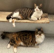 NANAMI, Katze, Hauskatze in Türkei