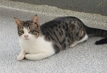 NANAMI, Katze, Hauskatze in Türkei - Bild 2
