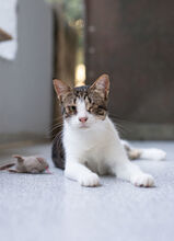 NANAMI, Katze, Hauskatze in Türkei - Bild 4