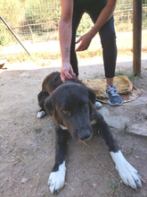 FIONA, Hund, Labrador-Maremmano-Mix in Italien - Bild 4