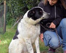 JASMINE, Hund, Mischlingshund in Italien - Bild 1