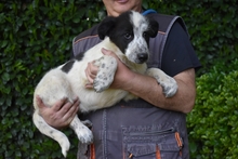JASMINE, Hund, Mischlingshund in Italien - Bild 15