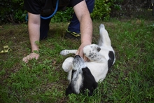 JASMINE, Hund, Mischlingshund in Italien - Bild 16