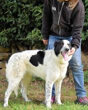 JASMINE, Hund, Mischlingshund in Italien - Bild 2