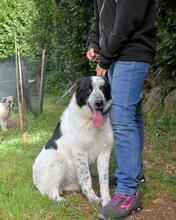 JASMINE, Hund, Mischlingshund in Italien - Bild 4