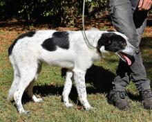 JASMINE, Hund, Mischlingshund in Italien - Bild 9
