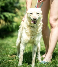 ORCA, Hund, Mudi-Mix in Ungarn - Bild 3