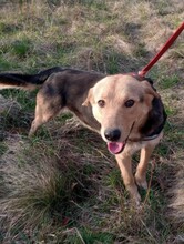 TASHA, Hund, Mischlingshund in Rumänien - Bild 1