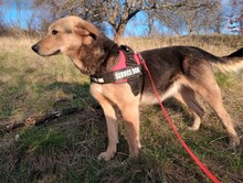 TASHA, Hund, Mischlingshund in Rumänien - Bild 10
