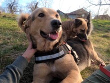 TASHA, Hund, Mischlingshund in Rumänien - Bild 11
