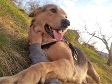 TASHA, Hund, Mischlingshund in Rumänien - Bild 12