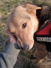 TASHA, Hund, Mischlingshund in Rumänien - Bild 14