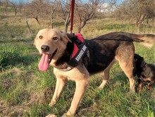 TASHA, Hund, Mischlingshund in Rumänien - Bild 16