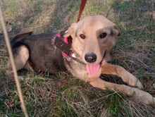 TASHA, Hund, Mischlingshund in Rumänien - Bild 17