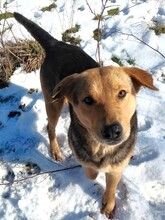 TASHA, Hund, Mischlingshund in Rumänien - Bild 2