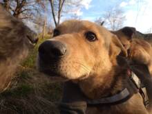 TASHA, Hund, Mischlingshund in Rumänien - Bild 20