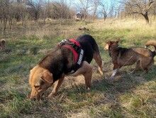 TASHA, Hund, Mischlingshund in Rumänien - Bild 21